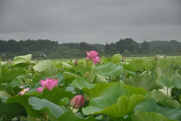 ハスの花 ハスの花