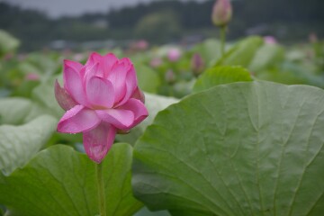 ハスの花 ハスの花