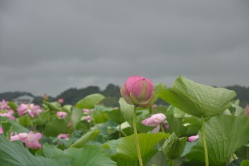 ハスの花 ハスの花