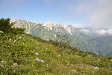 タカネマツムシソウ