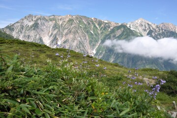 ハクサンシャジン