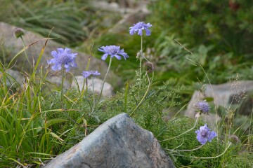 タカネマツムシソウ