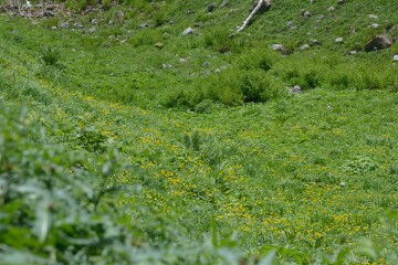 ミヤマキンポウゲ