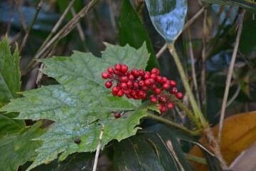 ハリブキの実 ハリブキの実