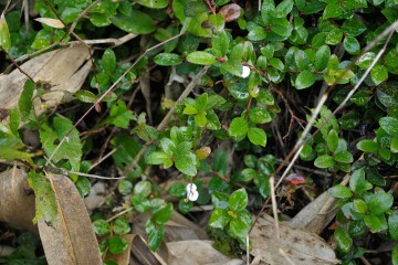 コケモモの花 コケモモの花