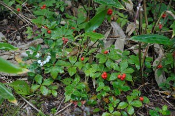 ゴゼンタチバナ ゴゼンタチバナ