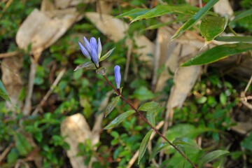 オヤマリンドウ オヤマリンドウ