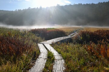 大江湿原 大江湿原