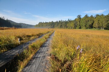 大江湿原 大江湿原""