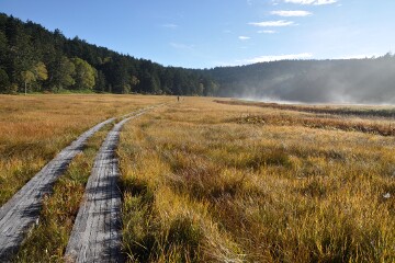 大江湿原 大江湿原