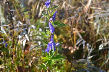 ヤマトリカブト ヤマトリカブト