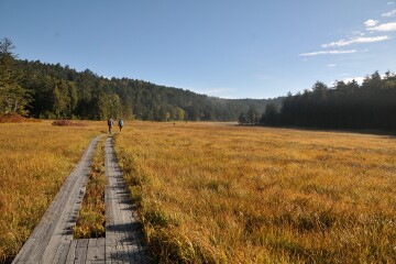 大江湿原 大江湿原