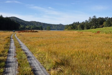 大江湿原 大江湿原