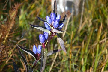 エゾリンドウ エゾリンドウ