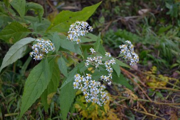 シロヤマギク シロヤマギク