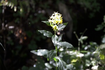 ミヤマアキノキリンソウ ミヤマアキノキリンソウ