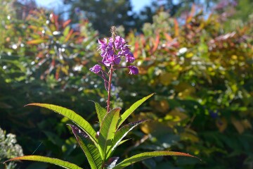 ヤナギラン ヤナギラン