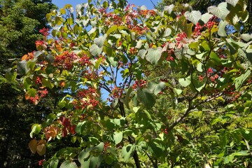 ムシカリ ムシカリ