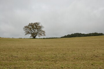 小岩井農場の一本桜 小岩井農場の一本桜