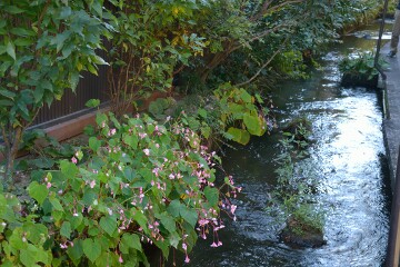 シュウカイドウ
