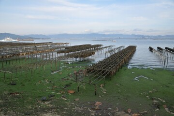 牡蠣の養殖棚 牡蠣の養殖棚