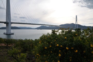 多々羅大橋 多々羅大橋