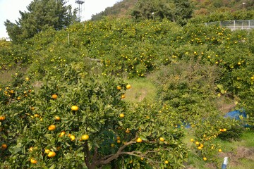 レモン畑 レモン畑