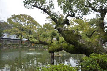 境内の池 境内の池