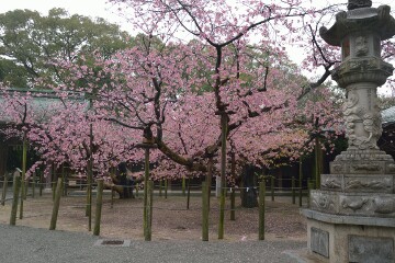 夫婦寒緋桜 夫婦寒緋桜