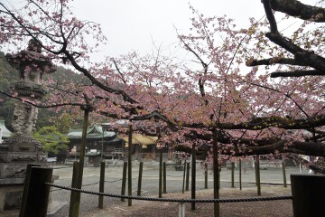 夫婦寒緋桜 夫婦寒緋桜