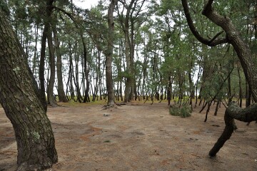 虹の松原 虹の松原