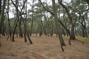 虹の松原 虹の松原