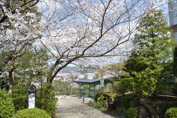 満開の桜 満開の桜
