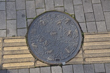 市の木イチイガシの葉と実"" 市の木イチイガシの葉と実