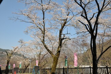 かわね桜まつり かわね桜まつり