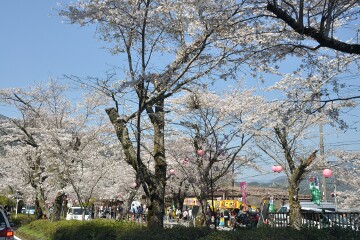 かわね桜まつり かわね桜まつり