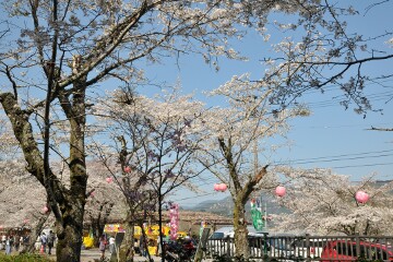かわね桜まつり かわね桜まつり