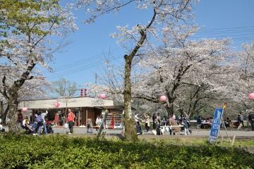 かわね桜まつり