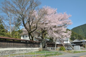 桜 桜