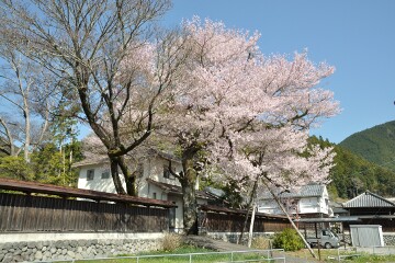 桜 桜