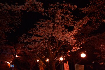 かわね桜まつり かわね桜まつり