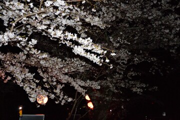 かわね桜まつり かわね桜まつり