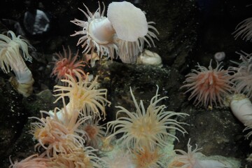 イソギンチャク