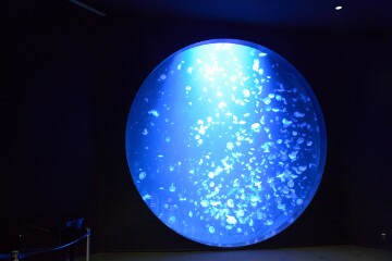 クラゲドリームシアター