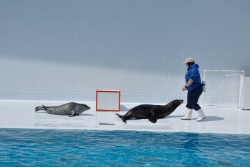 ゴマフアザラシ