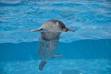 ゴマフアザラシ