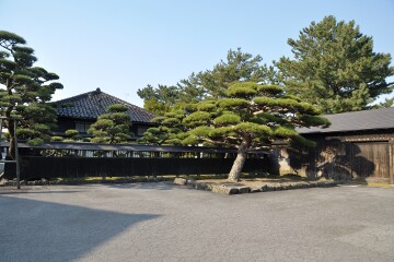 山居倉庫敷地内の松