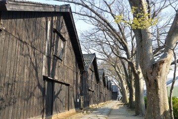 ケヤキ並木と山居倉庫