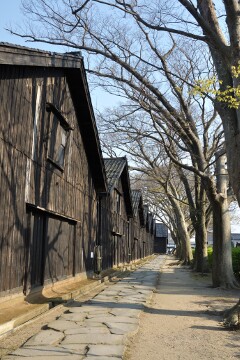 ケヤキ並木と山居倉庫