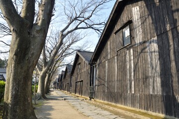 ケヤキ並木と山居倉庫